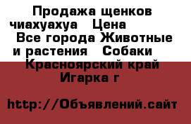 Продажа щенков чиахуахуа › Цена ­ 12 000 - Все города Животные и растения » Собаки   . Красноярский край,Игарка г.